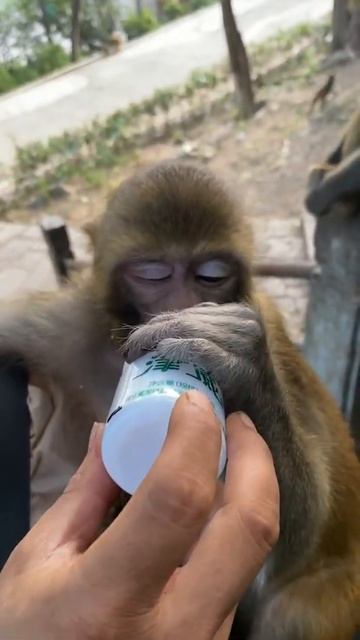 Monkeys Videos #Short 445 смотреть онлайн