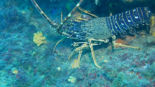 Buceo mediana 19-8 смотреть онлайн