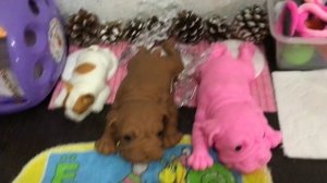 /ОБЗОР/ДОМИК СКВИШ СОБАЧЕК/