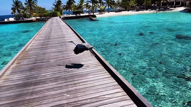 MALDIVES ISLANDS смотреть онлайн