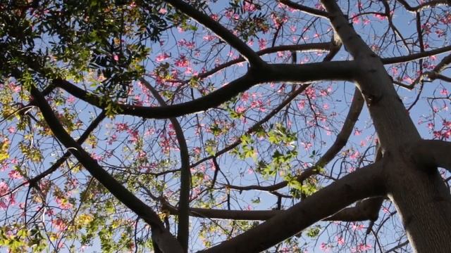 Grows a TREE... in song and season! by Michael Lyon смотреть онлайн