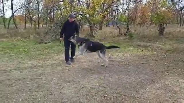 Мухтар, 11 м-2