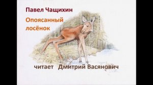 Павел Чащихин. Опоясанный лосёнок. Читает Дмитрий Васянович
