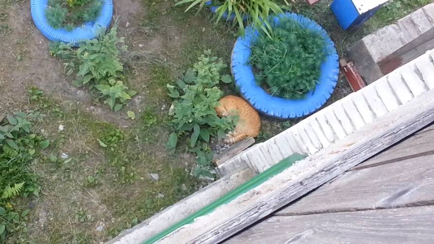 Кот в траве. Часть 2 смотреть онлайн