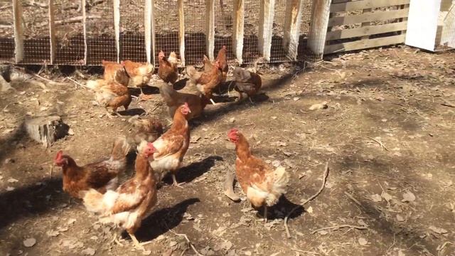 Bovan Brown Laying Hens at Briden Farm смотреть онлайн