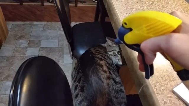 Will Stamper ass-blasts his cat смотреть онлайн