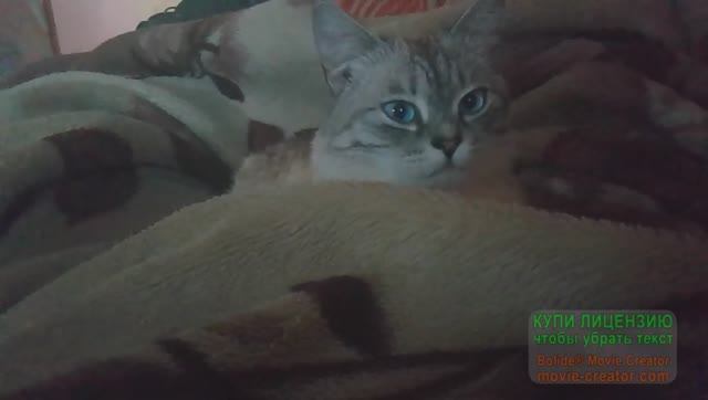 Отчет по вышивке за неделю №13 (15/01/2025--20/01/2025) смотреть онлайн