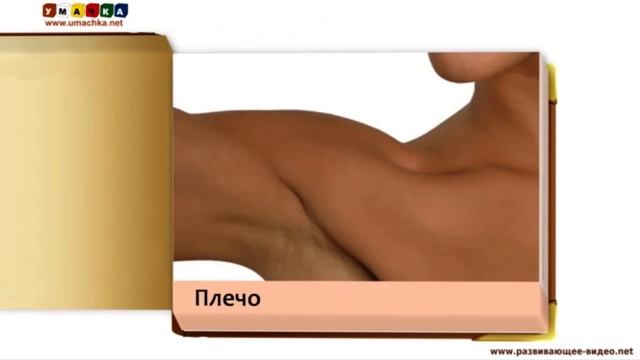 Развивающие карточки Домнма для детей части тела смотреть онлайн
