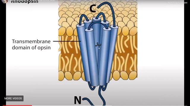 Cell Signaling L4 смотреть онлайн