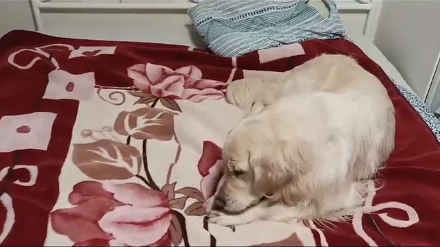 Элли. смотреть онлайн