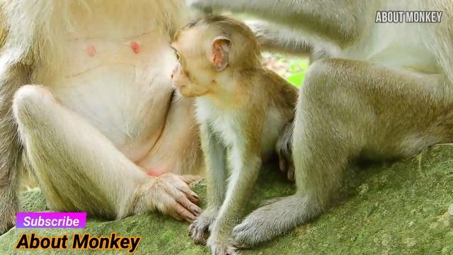 It's Really Happy to See Poorest Orphan Baby Monkey Brandi Getting Food For Eating, Brandi Enjoy It смотреть онлайн