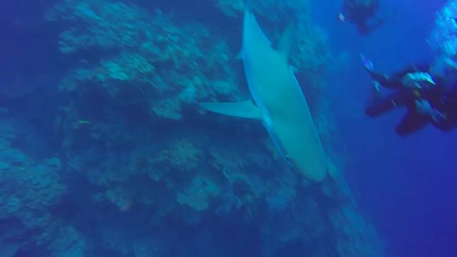 to share Shark Highlights cuba 2017 смотреть онлайн