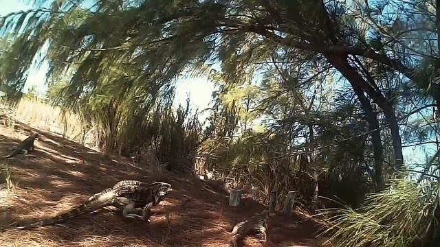Cuba - Flyfishing On The Flats - Huge Permit