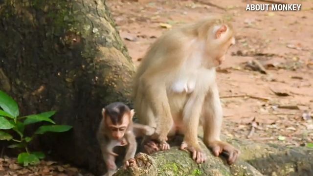 [About Monkey] ☆Mom Monkey Rose Always Escape From Big Male Monkey Cos She Care Baby Rex☆ смотреть онлайн