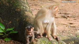 [About Monkey] ☆Mom Monkey Rose Always Escape From Big Male Monkey Cos She Care Baby Rex☆