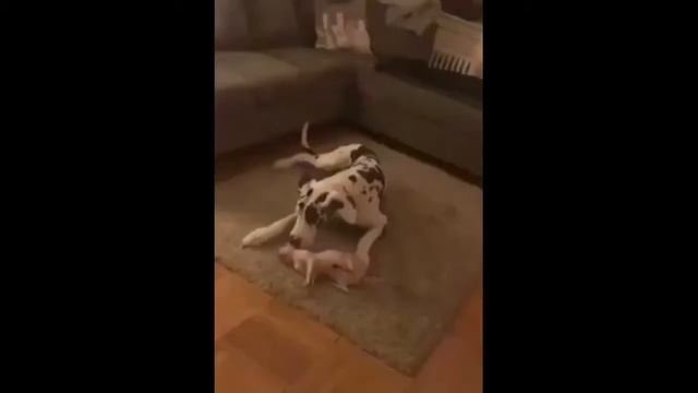 СИЛЬНЫЕ ПРИКОЛЫ Смешные зверята Приколы с кошками - Прикольное видео (2019) МатроскинТВ смотреть онлайн