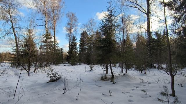 Солнечный день в зимнем лесу. ч.6. Январь 2025 смотреть онлайн