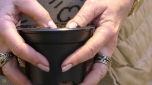 Сансевиерия - черенкование.