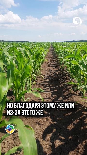 Минеральные удобрения польза и вред смотреть онлайн