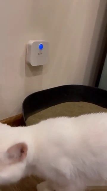 smart Cat odor purifier for cat litter box deodorizer Dog Air Cleaner FURRYFRIENDSCAT смотреть онлайн