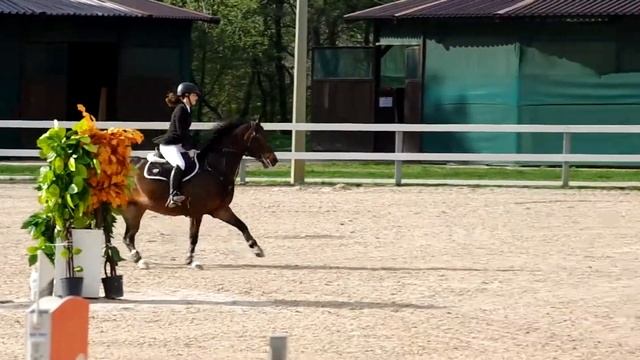 Конкур 100 см(кск Дерби)MY STAR🤩🤩🤩 смотреть онлайн
