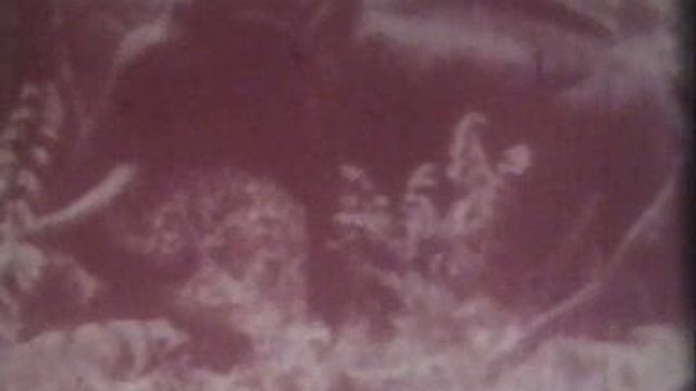 Короткометражный док. фильм 8 мм / В ДЖУНГЛЯХ ИНДИИ ( БЕЗ ЗВУКА ) Сер 20 века смотреть онлайн