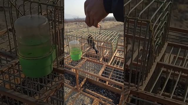 Гулистон смотреть онлайн