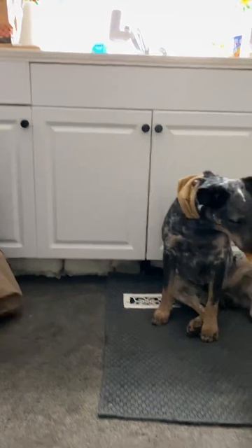 Kobalt Takes Things So Nicely! Blue Heeler #shorts смотреть онлайн