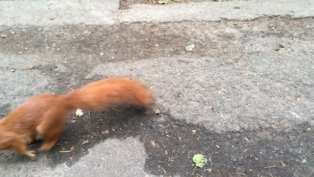 Белка - Голосеевский Парк смотреть онлайн