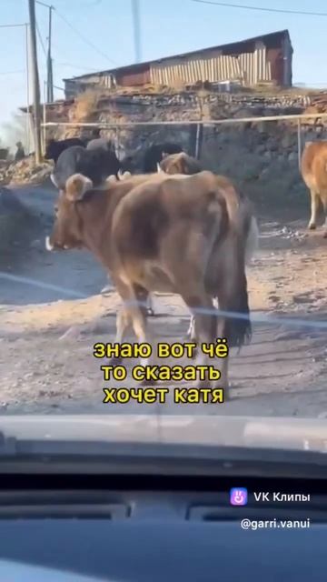 Красивые тёлки😂 #юмор #любовь #Лёшаboy смотреть онлайн
