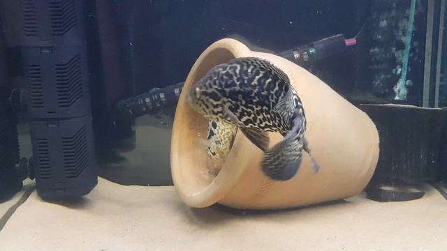 JAGUAR CICHLIDS spawn in small tank смотреть онлайн