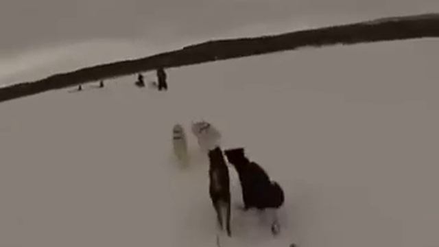 МеМка: Как правильно какать. смотреть онлайн