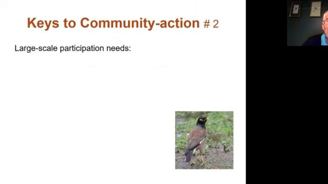 Indian Myna Birds смотреть онлайн