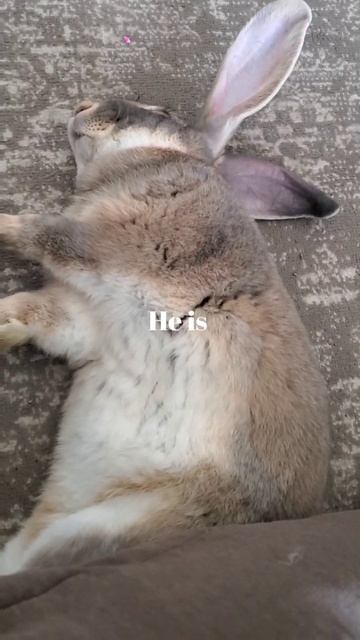 Who's tired after going crazy 🤪 😴 flemish giant смотреть онлайн