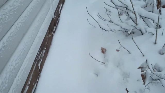 Снег в Амурской области, впервые за 100лет! такой снегопад!!! Благовещенск-Чигири. смотреть онлайн