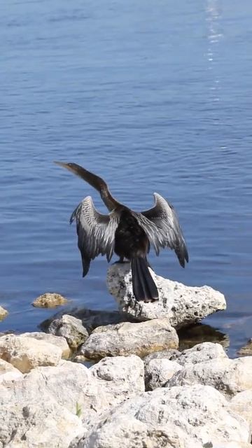 Florida Everglades Anhinga Angry with Me смотреть онлайн