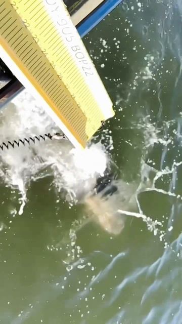 Mississippi Fishing #fishing #shortsfeed #shorts #fishingfanatics смотреть онлайн