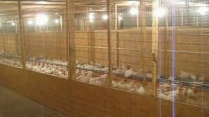 Oasis Agro - Novogen Parent Stock Video 2