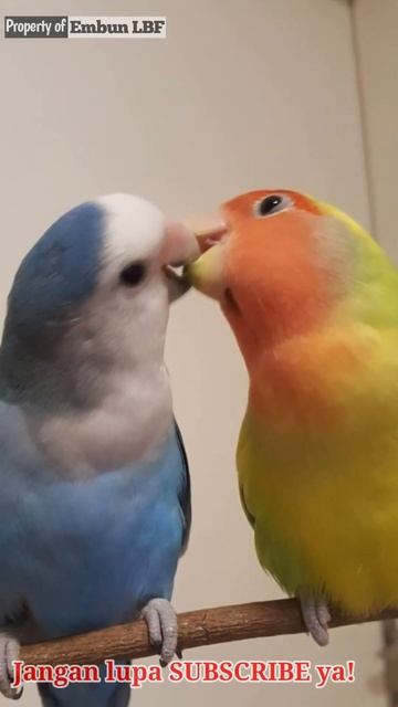 Jenis jenis burung lovebird, agarponis roseicollis, Peachfaced Lovebird смотреть онлайн