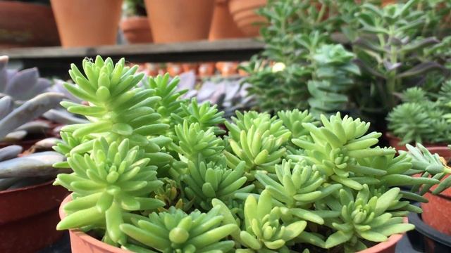 Sedum lineare cv. 'Robustum' 療癒系多肉 大型萬年草 смотреть онлайн
