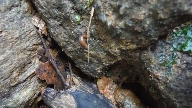 Bloodsucking Terrestrial Leech, Кръвосмучеща сухоземна пиявица, Haemadipsa zeylanica, Sri Lanka смотреть онлайн