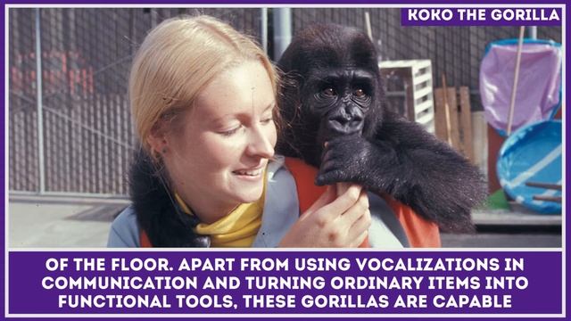 How Smart are Gorillas and Do They Use Tools in the Wild? смотреть онлайн
