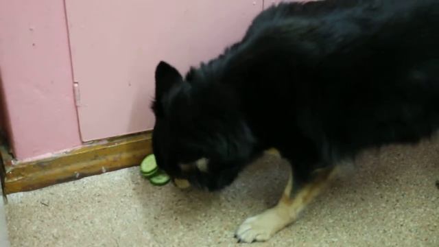 Собачка любит есть огурцы