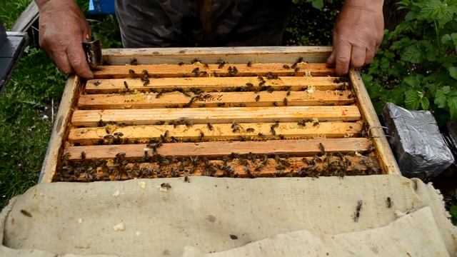 Медосбор на пасеке Ч1. (2020) смотреть онлайн