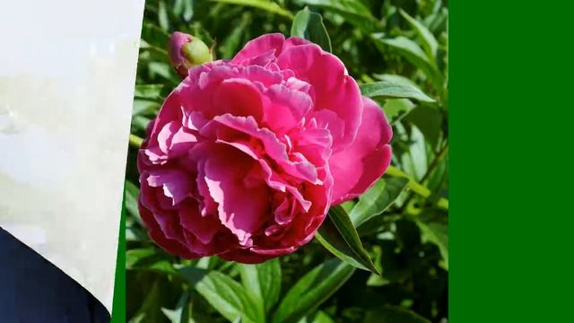 fleurs de jardin juin 2017 смотреть онлайн