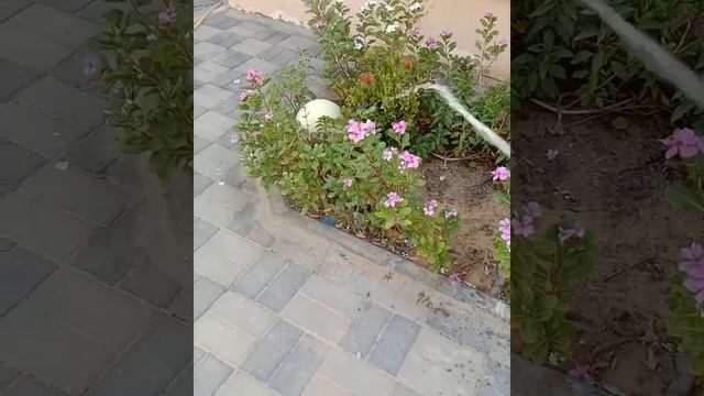 MINI GARDEN fresh air and relaxing #tambayan смотреть онлайн