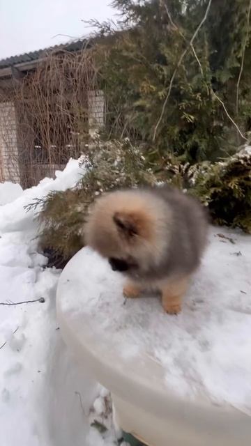 Мальчишка 2,5 месяца смотреть онлайн
