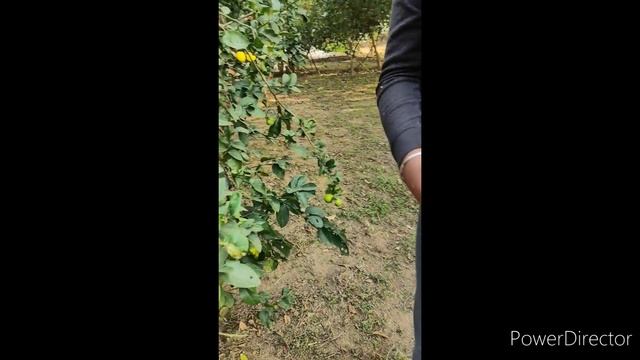 Vitamin Rich lemons good for Health , drink lemonade and shikanji смотреть онлайн