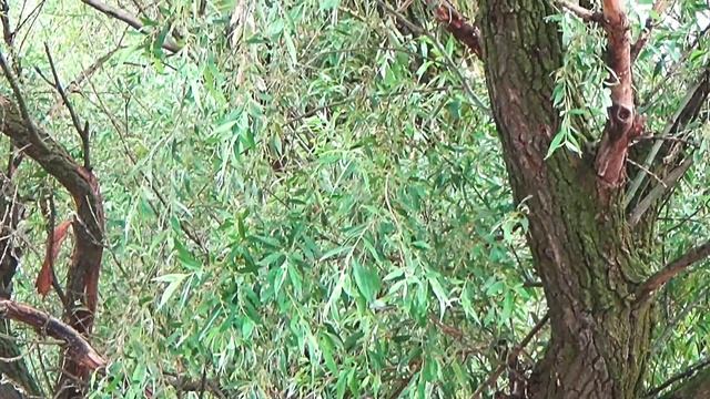 Сижу в гнезде,гляжу везде! смотреть онлайн