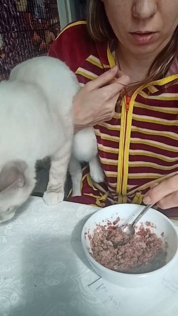 еде котика смотреть онлайн